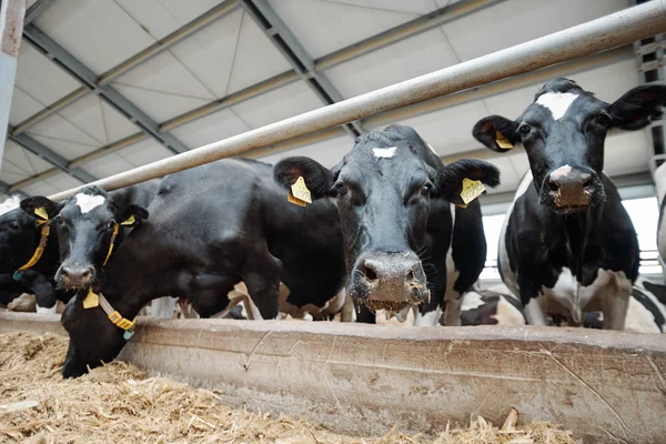 Fila Várias Vacas Leiteiras Focinhos Olhando Para Você Enquanto Por — Fotografia de Stock