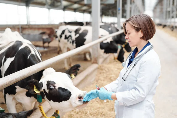 Veterinária Jovem Luvas Uniformes Protetoras Tocando Focinho Vaca Leiteira Antes — Fotografia de Stock