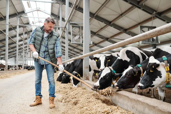 Jovens Funcionários Fazenda Laticínios Por Uma Longa Fileira Vacas Leiteiras — Fotografia de Stock