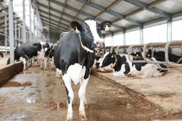 一头黑白相间的奶牛站在当代大型奶牛场的过道上 站在镜头前 — 图库照片