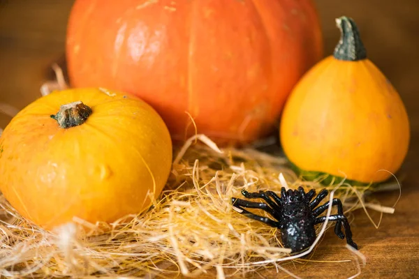 Schwarze Spielzeugspinne Kriecht Auf Stroh Auf Drei Gelbe Und Orangefarbene — Stockfoto