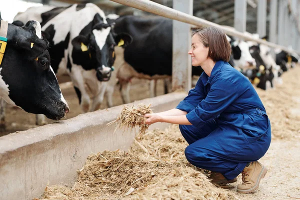 Gelukkig Jong Arbeider Van Veehouderij Kraken Terwijl Het Houden Van — Stockfoto