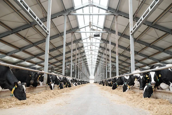 Two Long Rows Livestock Eating Hay Large Contemporary Farmhouse Any — Stock Photo, Image