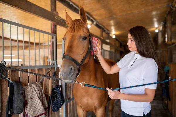 Jonge Vrouw Borstelen Manen Van Bruin Raszuiver Renpaard Terwijl Staan — Stockfoto