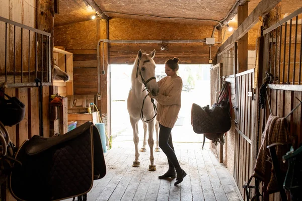 Jonge Actieve Vrouw Casualwear Zet Teugels Wit Renpaard Tijdens Voorbereiding — Stockfoto