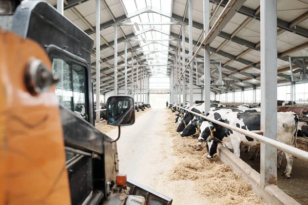 Pasillo Largo Granja Animales Moderna Entre Dos Filas Vacas Lecheras — Foto de Stock