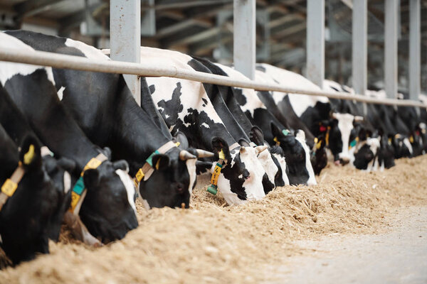 Long row of black-and-white dairy cows standing behind fence in cowshed while eating fresh hay inside animal farm