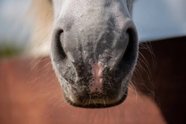 Safkan Yarış Atının Burnunda Burun Delikleri Aralarında Pembe Doğum Lekesi — Stok fotoğraf