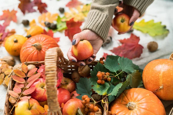 Young Woman Sweater Taking Ripe Apple Basket Pumpkins Hawthorn Clusters — Stock Photo, Image