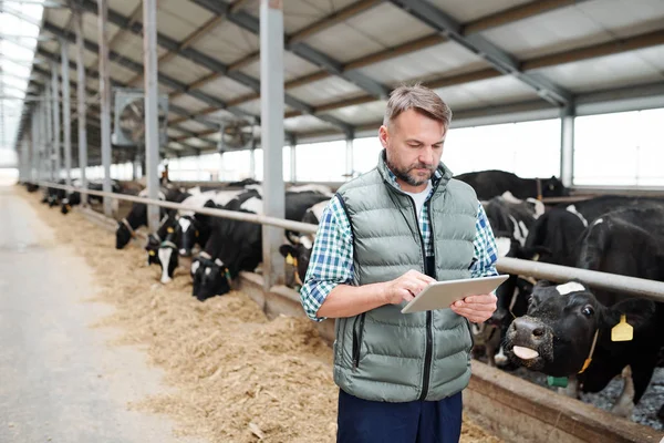 Trabalhador Masculino Maduro Fazenda Animal Contemporânea Usando Tablet Digital Enquanto — Fotografia de Stock