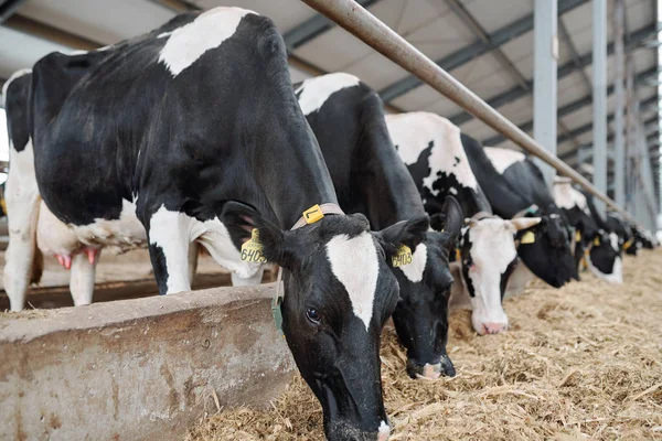 Row Large Group Milk Cows Standing Fence Long Stable While — Stock Photo, Image