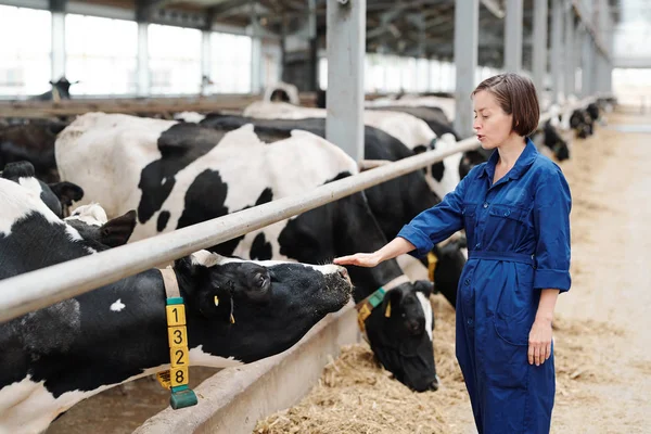 Joven Trabajadora Granja Animales Tocando Una Las Vacas Lecheras Mientras — Foto de Stock