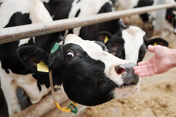 Muilkorf Van Jonge Zwart Wit Melkkoe Achter Hek Aanraken Hand — Stockfoto