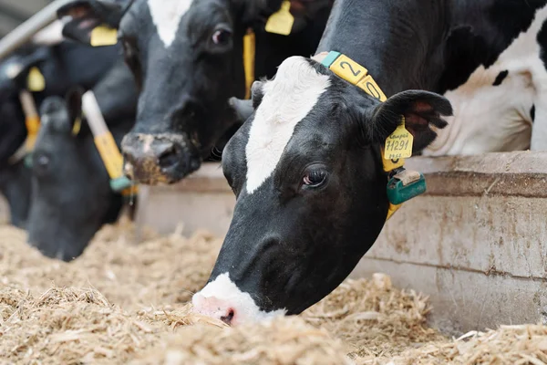 Groupe Vaches Laitières Noires Blanches Mangent Foin Frais Rangée Derrière — Photo