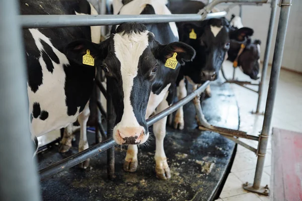 Varias Vacas Lecheras Pie Detrás Cerca Dentro Establo Gran Granja — Foto de Stock