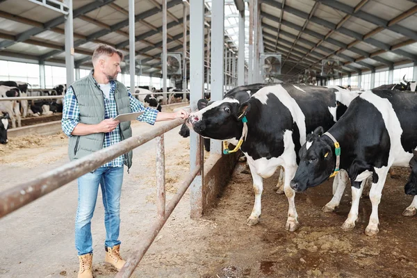 Une Des Vaches Laitières Dans Une Étable Touchant Main Travailleur — Photo