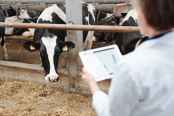 Une Des Vaches Laitières Noires Blanches Regardant Travailleur Ferme Hors — Photo