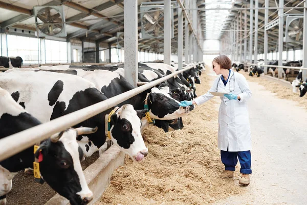 牛小屋で酪農牛の一頭に触れながら タッチパッドを使用して手袋やホワイトコートで大規模農家の若い女性の介護 — ストック写真