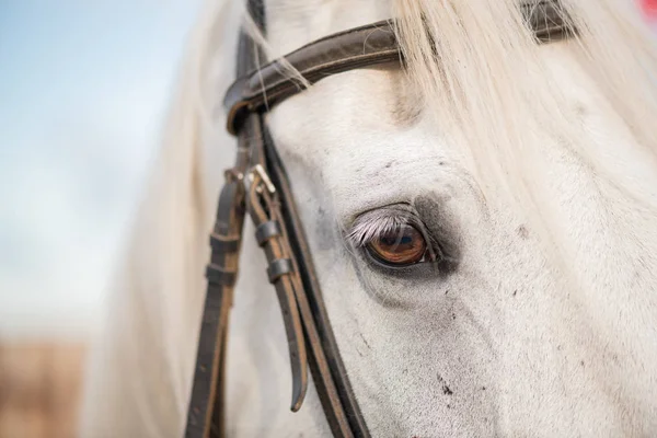 Right Eye Mane White Purebred Racehorse Bridles Muzzle Standing Natural — Stock Photo, Image