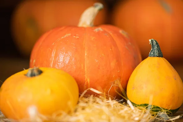 Großer Orangefarbener Kürbis Und Zwei Kleinere Gelbe Auf Strohhaufen Die — Stockfoto