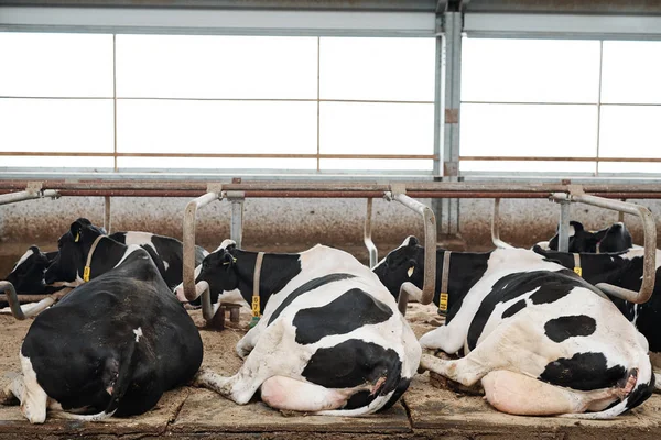 Duas Fileiras Vacas Leiteiras Repousantes Que Jazem Estábulo Depois Comer — Fotografia de Stock