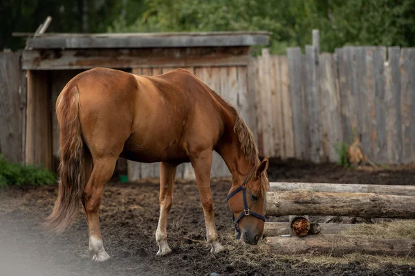 Jovem Marrom Puro Cavalo Doméstico Por Cocho Comer Feno Fresco — Fotografia de Stock