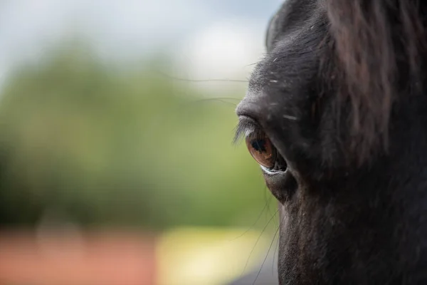 Ojo Marrón Derecho Con Pestañas Caballo Carreras Raza Pura Negro — Foto de Stock