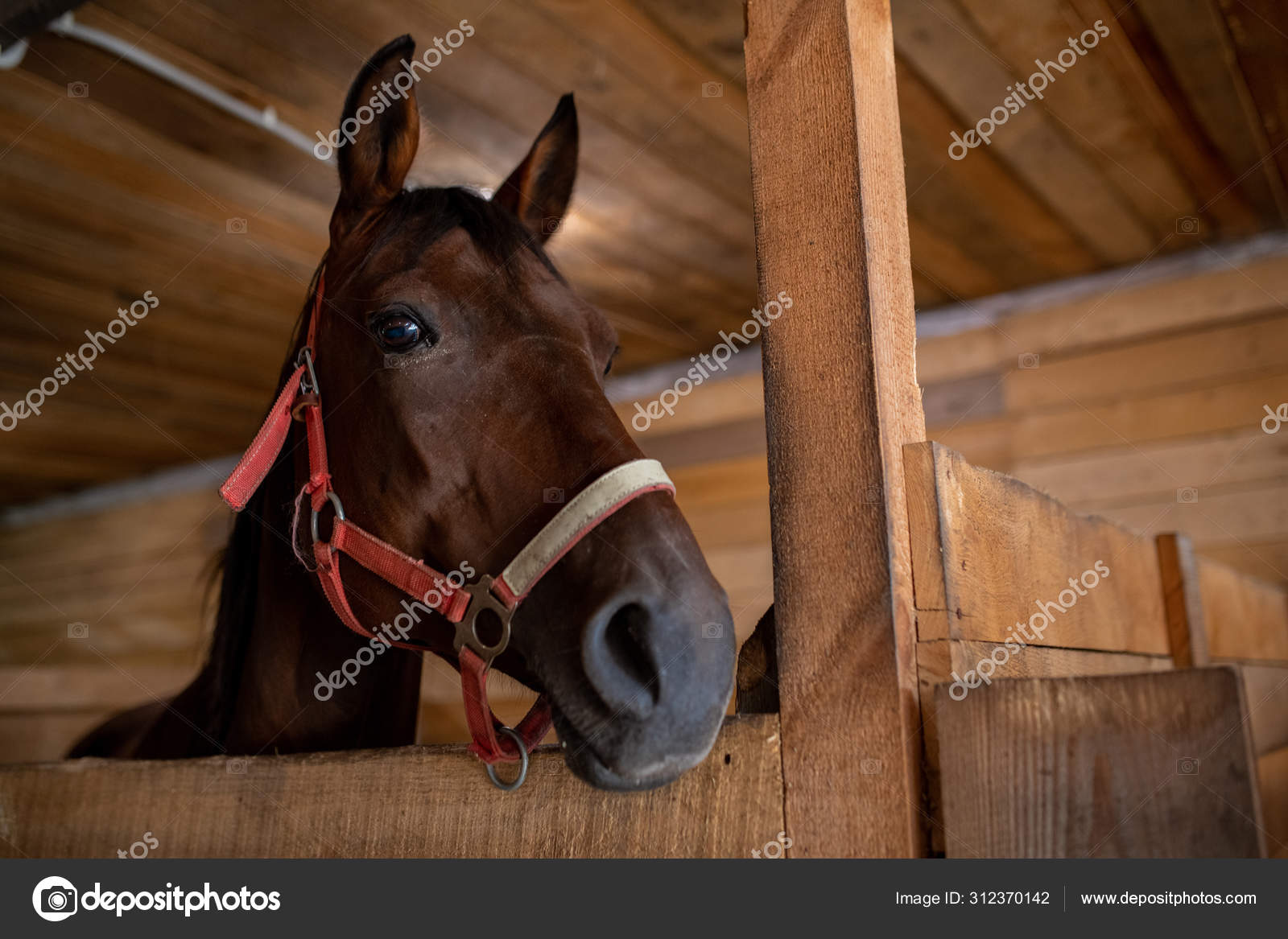 Foto de Frente Da Cabeça De Cavalo e mais fotos de stock de Cavalo