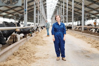 Happy young successful dairy farm staff in uniform standing in aisle between two long rows of milk cows during work clipart