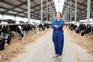 Pretty young farmhouse worker in workwear standing in long aisle between two rows of milk cows during work clipart
