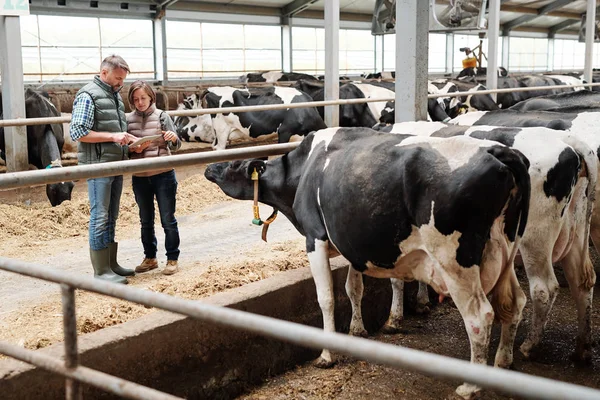 Two Workers Dairy Farm Scrolling Online Offers Food Livestock While — Stock Photo, Image