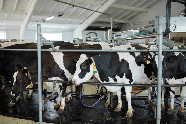 Groupe Moyen Vaches Laitières Debout Rangée Dans Une Grande Étable — Photo