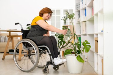 Positive young woman with paralyzed legs sitting in wheelchair and watering domestic plants in living room clipart