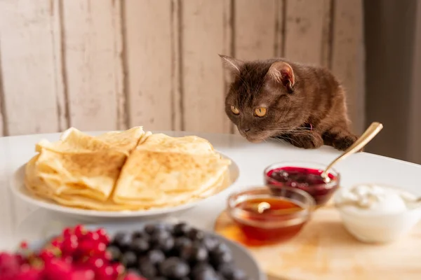 Nieuwsgierige Bruine Kat Ruikt Smakelijke Pannenkoeken Tijdens Het Buigen Tafel — Stockfoto