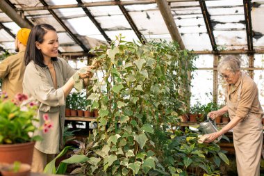 Farklı yaşlardaki sera çalışanları güzel portakallı bitkilerle ilgileniyorlar: yaprakları kontrol eden Asyalı kadın, bitkileri sulayan yaşlı kadın
