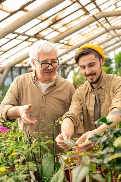 Pozytywni Starsi Młodzi Mężczyźni Pracujący Razem Podczas Badania Liści Roślin — Zdjęcie stockowe
