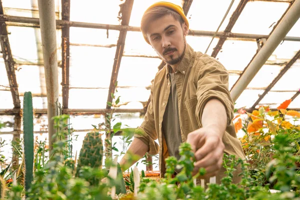 Vážný Mladý Vousatý Muž Klobouku Pracuje Oranžérii Zkoumá Listy Rostlin — Stock fotografie