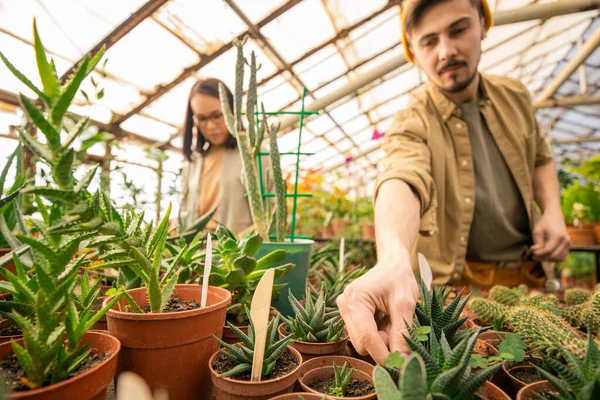 Jóvenes Que Trabajan Invernadero Hombre Barbudo Examinando Plantas Jóvenes Ajustando —  Fotos de Stock