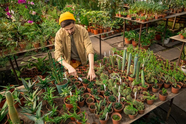 Sopra Vista Giovane Coltivatore Cappello Hipster Piedi Tavola Con Piante — Foto Stock