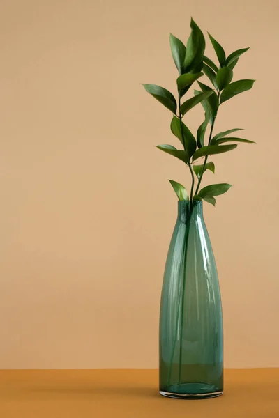 Bottle Blue Glass Fresh Green Domestic Plant Leaves Standing Table — Stock Photo, Image