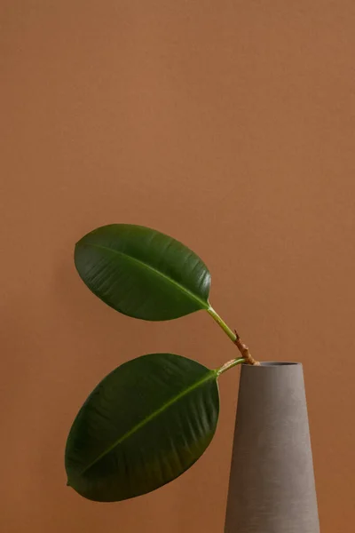 家养植物的两片椭圆形绿叶 在灰色黏土罐子或花瓶的细枝上 靠墙立着 作为室内装饰 — 图库照片