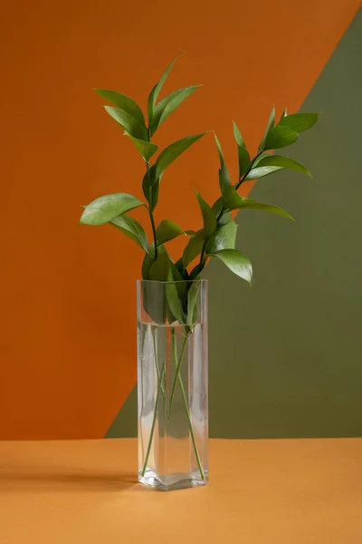 デザインや国内の部屋のスタジオで二重色の壁に対して茶色のテーブルの上に立って緑の国内植物と長い狭いガラス花瓶 — ストック写真
