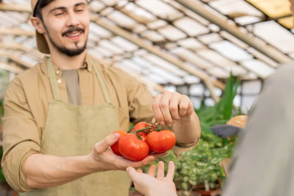 Close Positive Young Male Farm Seller Showing Ripe Tomatoes Twig — Stock Photo, Image