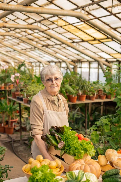 Portrait Content Senior Woman Apron Standing Counter Preparing Organic Products — Stock Photo, Image
