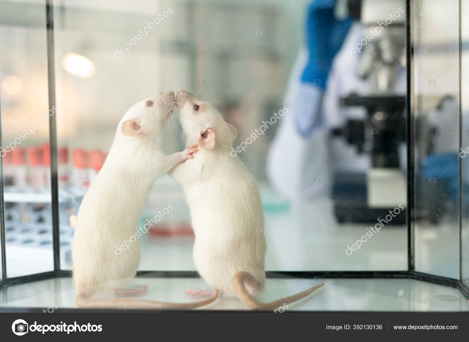 Close Two Lab White Rats Sniffing Each Other Glassy Box — Stock Photo