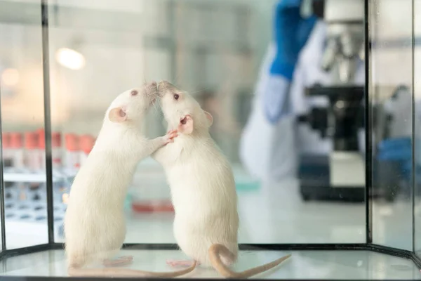 Primer Plano Dos Ratas Blancas Laboratorio Olfateándose Entre Una Caja — Foto de Stock