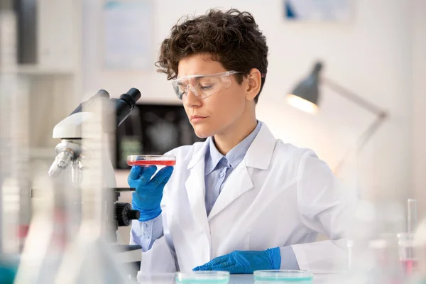 Bedachtzame Jonge Laboratoriumspecialist Veiligheidsbrillen Handschoenen Die Rode Substantie Petrischaaltjes Bekijken — Stockfoto