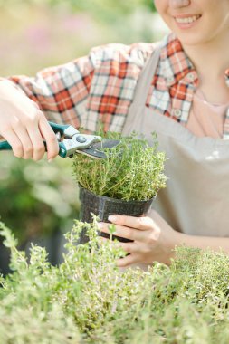 Büyük serada çalışan genç bir kadın, yaz günü küçük siyah bir tencerede büyüyen yeşil fidelerin tepelerini keserken pense kullanıyor.