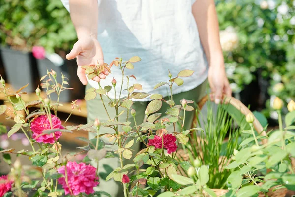 Mano Joven Jardinera Contemporánea Con Cesta Sosteniendo Hojas Rosas Crecimiento — Foto de Stock