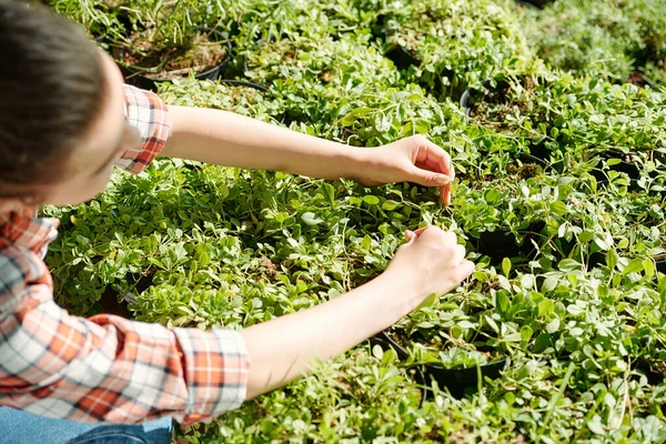 若い農家や温室の労働者の手は 家の中で大規模な花壇に座って ポットで緑の植物を育てるの世話をする — ストック写真